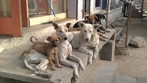 நாய்களின் இனப்பெருக்கம்