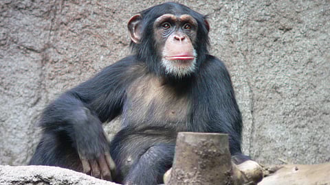 சிம்பன்சி குரங்குகள்