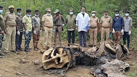 பெண் காட்டு யானை உயிரிழப்பு