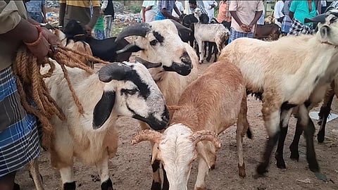 maharashtra orders closure of goat markets ahead of bakrid festival