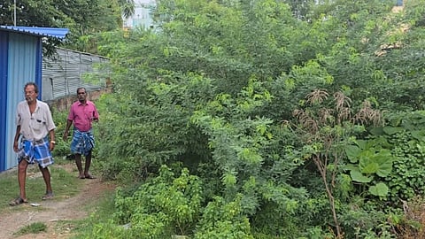 பெண் குழந்தையை முட்புதரில் வீசிச் சென்ற அவலம்