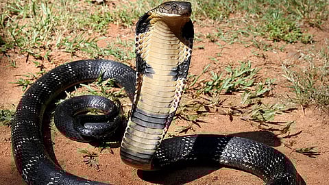 10 king cobras found near Mount Everest in Kathmandu