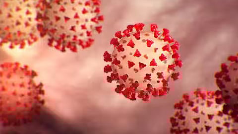 நிம்பஸ் வகை கொரோனா