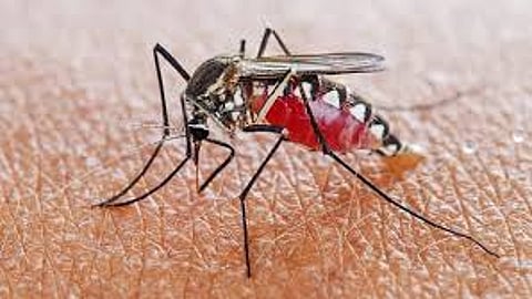 Scientists says on mosquitoes make new discovery