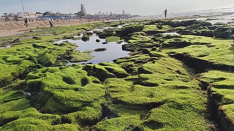 திடீரென உள்வாங்கிய கடல்