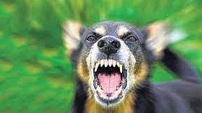 madhya pradesh doctor refuses anti rabies shot to wife docotor suspended