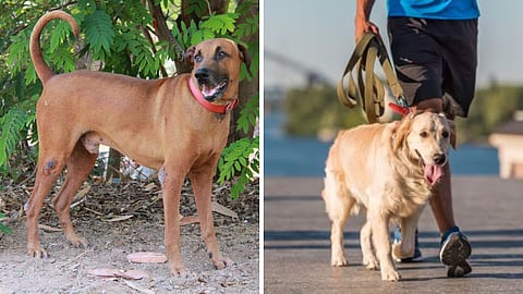 நாட்டு நாய்கள்