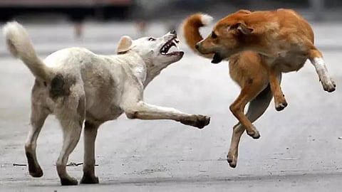 நோய்வாய்பட்ட தெருநாய்களை கருணை கொலை