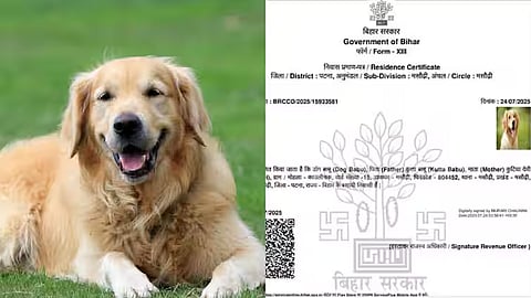 dog gets residence certificate in bihar amid sir row