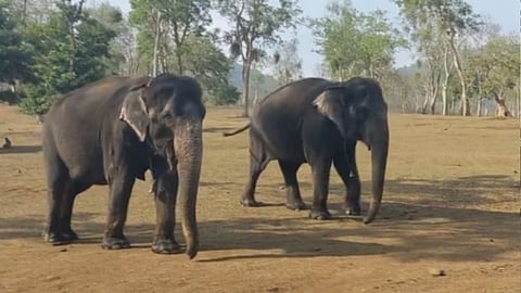Elephant viral video