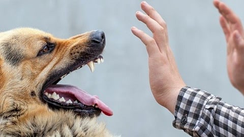 தெருநாய்க்கடி