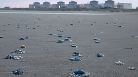 warm of jellyfish forces shutdown at french nuclear power plant