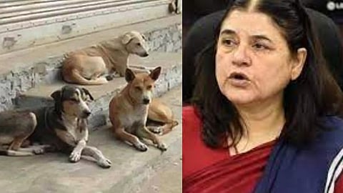 maneka gandhi opposes supreme court ruling on delhis stray dogs