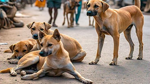 தெருநாய்கள் விவகாரம்