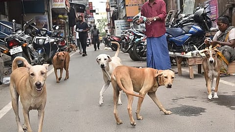 5 ஆண்டுகளாக
அதிகரிக்கும் நாய்க்கடி..
தினமும் 900 நாய்க்கடி சம்பவங்கள் பதிவு.. எங்கு தெரியுமா?