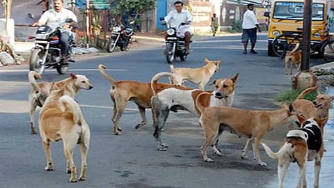 stray dogs