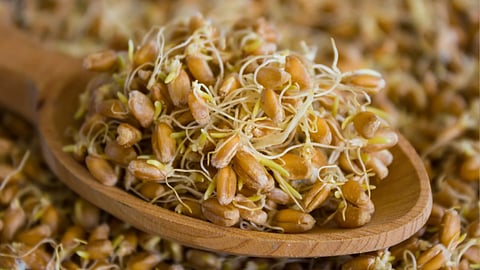 முளைகட்டிய பயிரை எப்படி சாப்பிட வேண்டும் தெரியுமா?