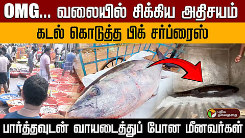 மீனவர்கள் வலையில் சிக்கிய கேரை மீன்