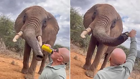 tourist pouring beer down elephant trunk in Kenya sparks anger