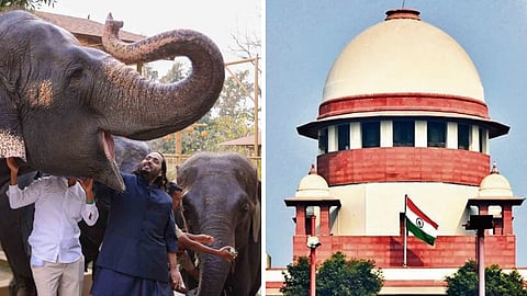 அம்பானியின் ‘வந்தாரா' விலங்குகள் மைய சர்ச்சை