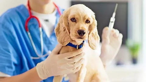 நாய் தடுப்பூசி