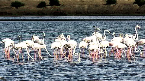 foreign birds increased in kodiakarai bird sanctuary