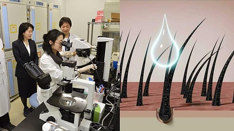 முடி வளர விஞ்ஞானிகள் சோதனை