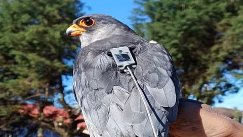 1,500km Migration of Amur Falcon Surprises Scientists
