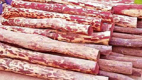 அதிமுக பிரமுகர் வீட்டில் செம்மரக்கட்டைகள் பறிமுதல்