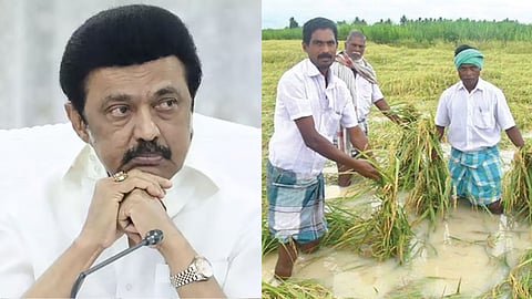 ஸ்டாலின், நெல் ஈரப்பதம்