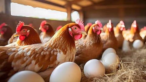 கோழி - முட்டை