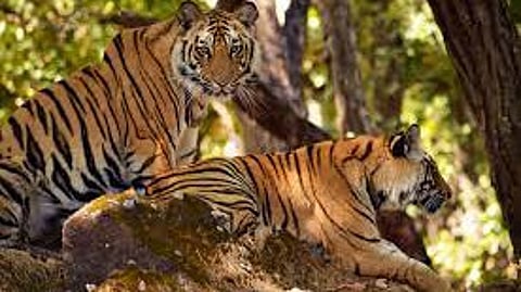 India Lost 166 Tigers in 2025