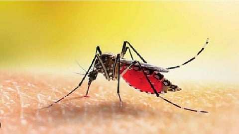 கோப்பு படம்