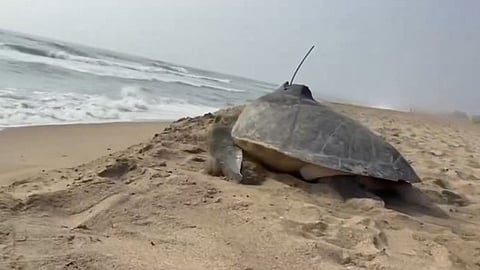 ஆமைகளுக்கு தாய்மண் பற்று இருப்பது சென்னையில் அறிவியல்பூர்வமாக நிரூபனம்