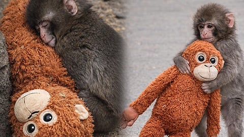 உலகையே கலங்க வைத்த Punch குரங்கை அதன் தாய் நிராகரித்தது ஏன்