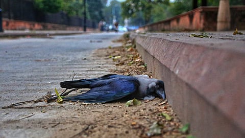 Bird Flu Safety Guidelines