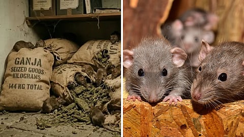 கஞ்சாவை தின்ற எலிகள்