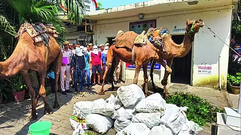 Bootlegger Busted Again in Delhi, Used Camels as Liquor Mules