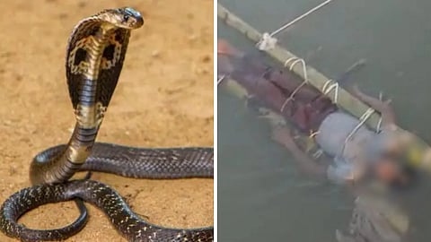 14 year old boy bitten by snake in up