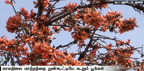 காலநிலை மாற்றத்தை முன்கூட்டியே கூறும் பூக்கள்..!