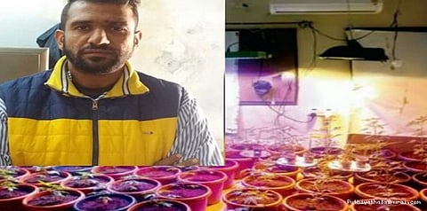 அபார்ட்மெண்டில் கஞ்சா வளர்த்த அதிமேதாவி