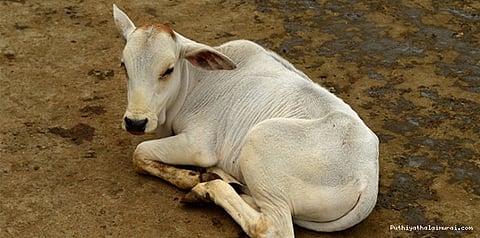 கன்றுக்குட்டிக்கு டிஎன்ஏ பரிசோதனை.. முத்துப்பேட்டை அருகே விநோதம்