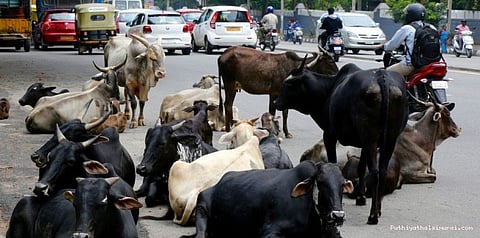 மாடுகளுக்கு அடையாள எண்.. மத்திய அரசு புதிய திட்டம்