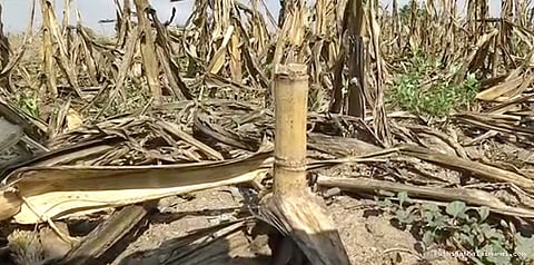 வறட்சி பகுதிகள்.. ஆட்சியர்கள் அறிக்கை அளிக்க முதலமைச்சர் உத்தரவு