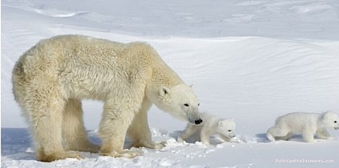 சுகாதார பிரச்சினைகளால் போலார் கரடிகளின் மூளை பாதிப்பு...!