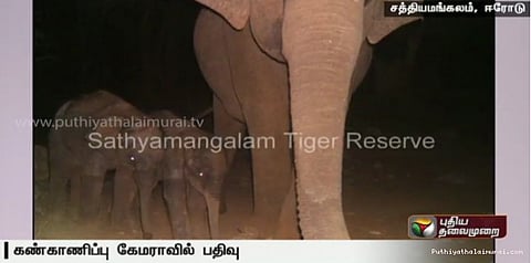 இரட்டைக் குட்டிகளை ஈன்ற யானை...!