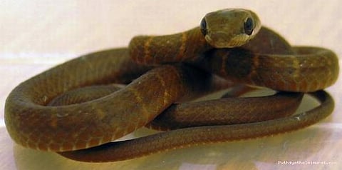 விமானத்தை ரத்து செய்த பாம்பு