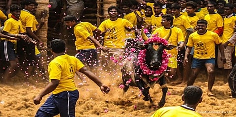 ஜல்லிக்கட்டை 'அடக்கும்' பீட்டா!