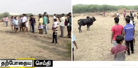 மதுரையில் தடையை மீறி ஜல்லிக்கட்டு!