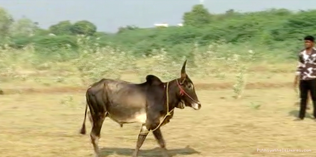 மதுரையில் தடையை மீறி ஜல்லிக்கட்டு